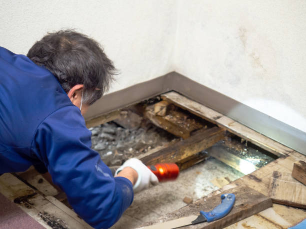 Best Home Mold Removal  in Bradford, PA
