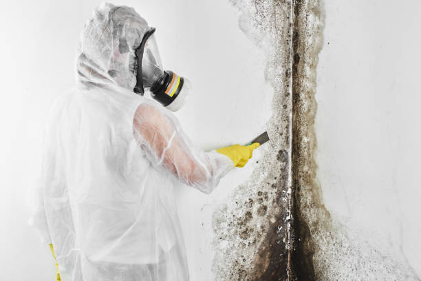 Best Commercial Mold Removal  in Bradford, PA