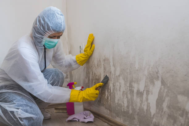 Best Local Mold Removal Service  in Bradford, PA