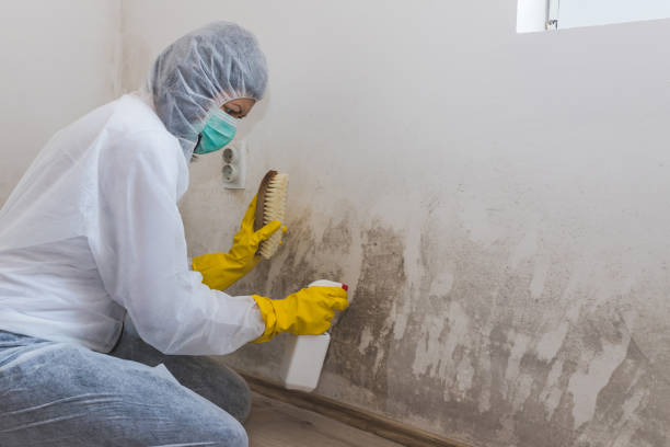 Reliable Bradford, PA Mold Removal Solutions