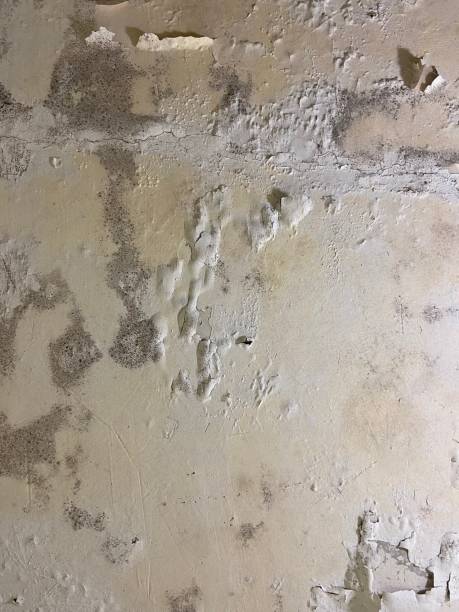 Reliable Bradford, PA Mold Removal Solutions