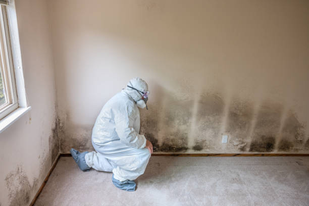 Best Mold Damage Repair  in Bradford, PA