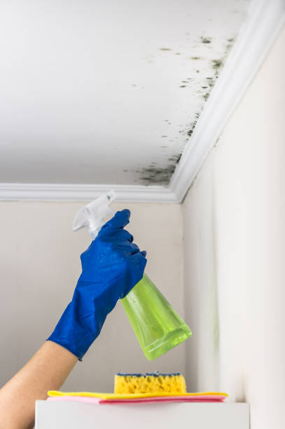 Certified Mold Removal in Bradford, PA