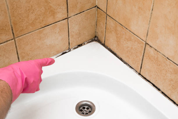 Best Attic Mold Removal  in Bradford, PA