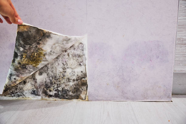  Bradford, PA Mold Removal Pros